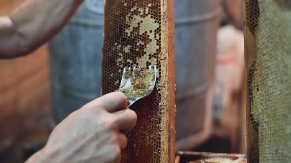 Hand Using a Scraper To Clog Honeycombs with Honey in a Frame. Beekeeper Unseal Honeycomb