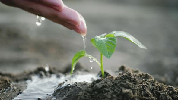 Hand of Farmer Watering to Small Green Plant in Garden