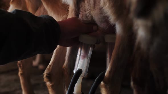 Worker Milks Goat with Contemporary Equipment at Farm