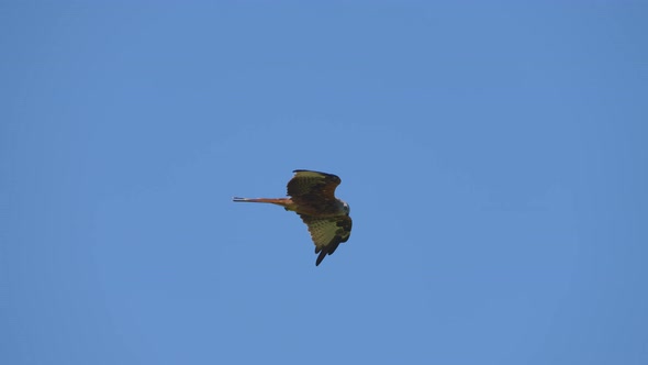 Red kite milvus soaring in the air during clear blue sky, close up track shot