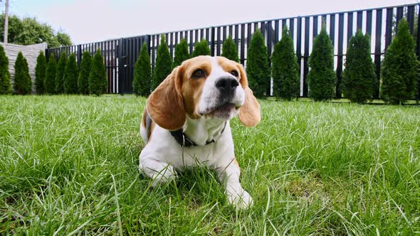 Dog Beagle Lying at Grass in a Green Park and Barks