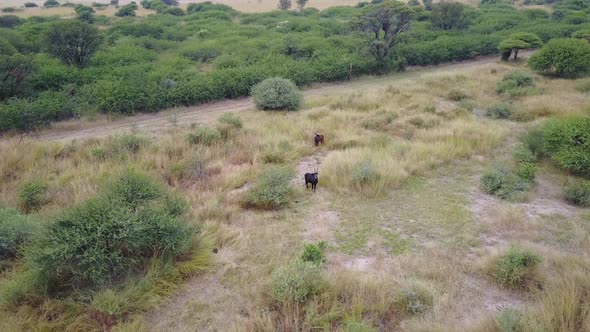 Aerial view from a Sable antelope in Pilanesberg Game Reserve South Africa