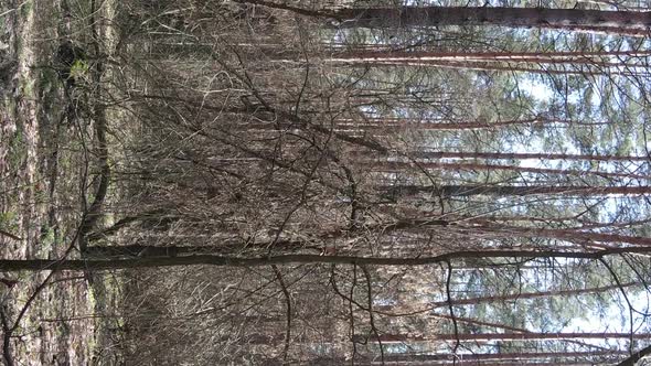 Vertical Video of Trees in a Pine Forest Slow Motion