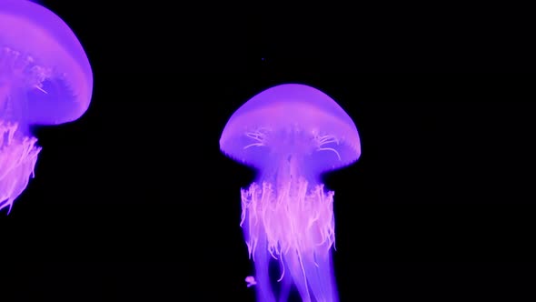 Beautiful Luminous Jellyfish in the Deep Sea