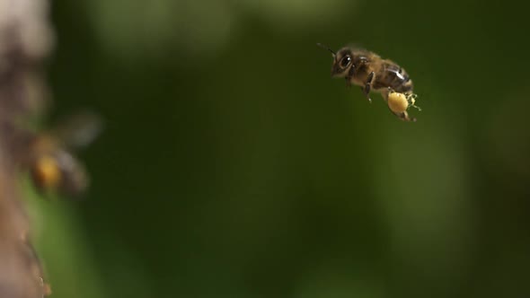 700234 European Honey Bee, apis mellifera, Adult flying with  note full pollen baskets, Slow motion