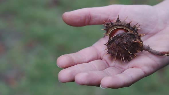 A fresh chestnut with husk in a person's hand. Closeup.