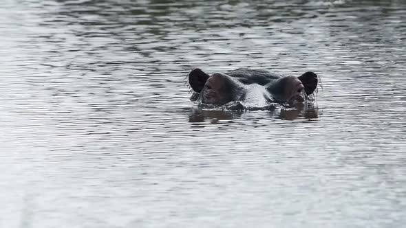 Hippo in a lake going under water. African wildlife shot in Kenya