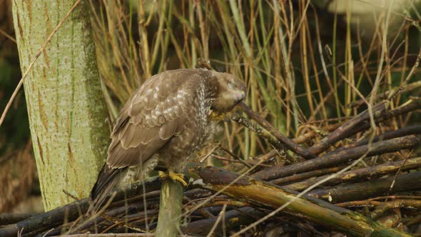 Puffy common Buzzard hawk turning head scratching and cleaning plumage - static