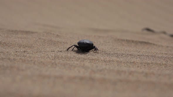 Scarab Beetle Walking On Sand Dune In Desert At Windy Sandstorm