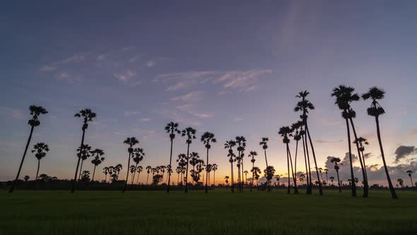 Time lapse of Dong Tan trees in green rice field in national park at sunset in Sam Khok district