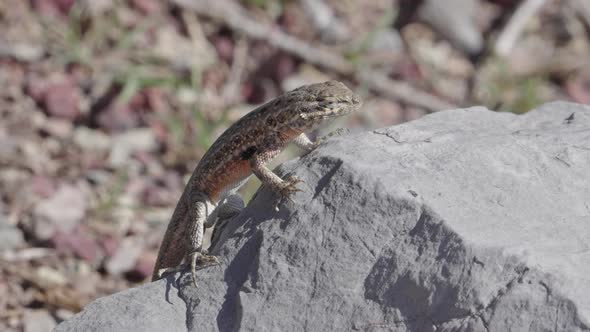 Lizard soaking in the sun as it sits on a rock in the Utah desert