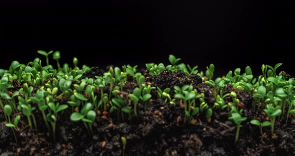 time lapse of growing seeds of clover from the soil on the black background