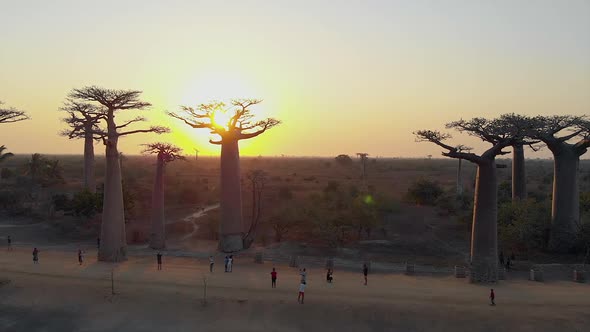 Aerial: Sunset at the avenue of the baobabs in Madagascar