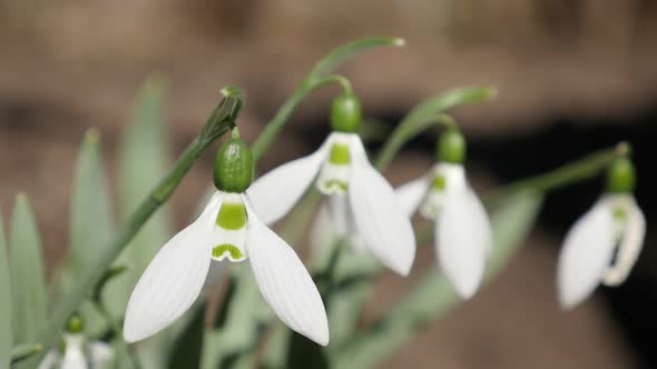 Shallow DOF white garden plant  Galanthus nivalis slow-mo 1080p FullHD footage - Slow motion common 