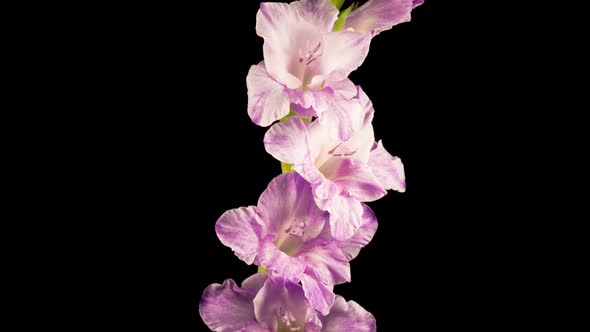 Time lapse of Opening Purple Gladiolus Flower