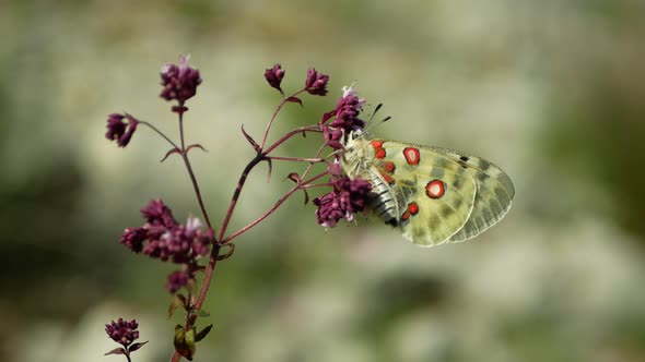 Parnassius Apollo Macro Butterfly Resting on Stem Plant Grass Flower Butterflies Endangered Species