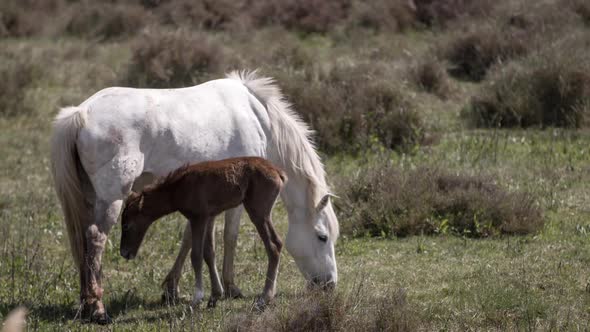 Horses nature wilflife reserve carmargue lagoon