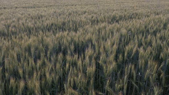Golden common wheat Triticum aestivum  slow motion footage