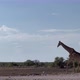 Giraffe in the Wild - VideoHive Item for Sale