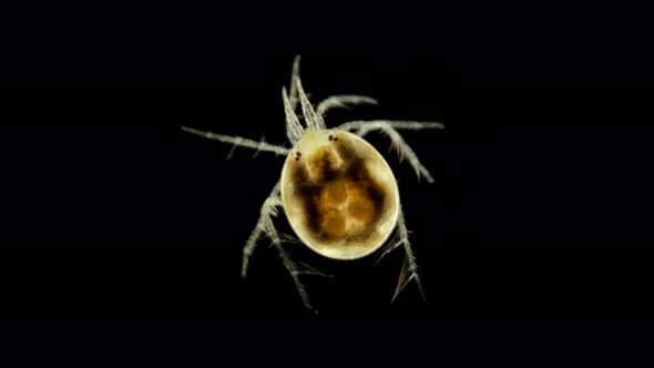 Mite Hydrachnidia Under the Microscope