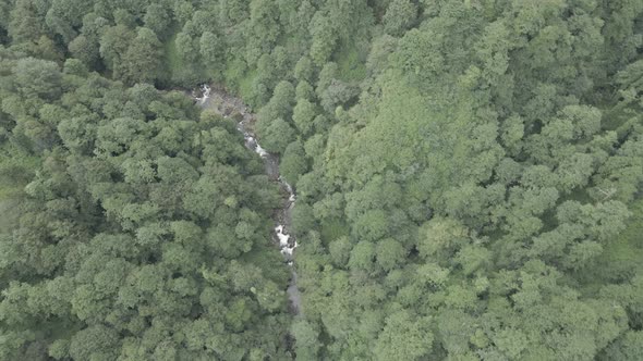 Mtirala National Park from drone, Adjara, Georgia. Flying over subtropical mountain forest