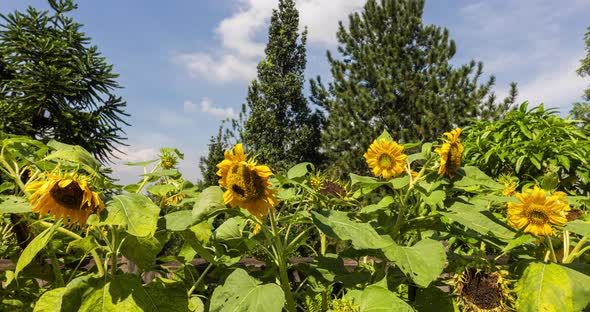 A hedge of sunflowers in the middle of a pine forest