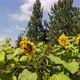 A hedge of sunflowers in the middle of a pine forest - VideoHive Item for Sale