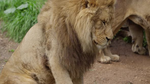 king of the jungle lays down for sleep slow motion