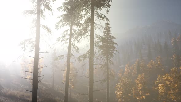 Calm Moody Forest in Misty Fog in the Morning