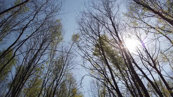 Walking in the spring forest