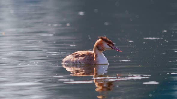 Male mallard on the pond at swimming with slight backlight