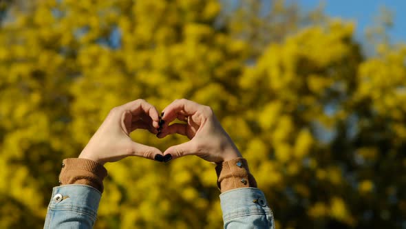 Woman hands in heart shape against mimosa tree with flowers on blue sky and sunny day