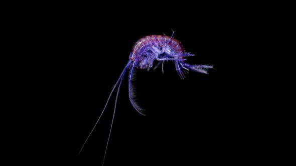 Amphipoda Eulimnogammarus Czerskii Under the Microscope, Family Eulimnogammaridae, Endemic Species