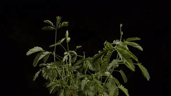 Time-lapse close up shot on a black background of a sensitive plant (Mimosa Pudica) recovering from