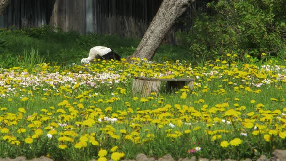 The white stork (Ciconia ciconia) looking for food at dandelion field in sunny spring day, medium sh