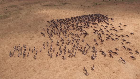 Aerial of running gnus