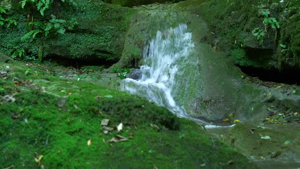 Stream in a Forest