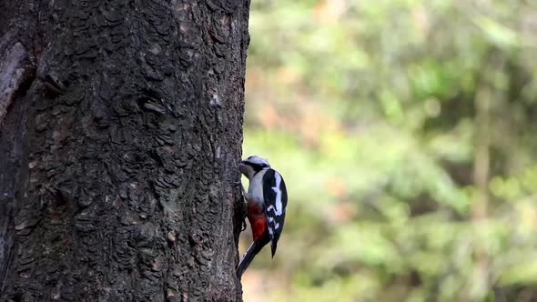 Spotted woodpecker hangs against a tree and eats insects from the bark.