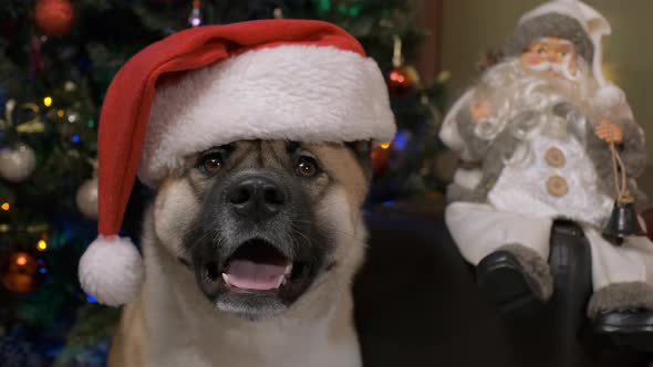 Cute God Wearing Funny Santa Claus Hat