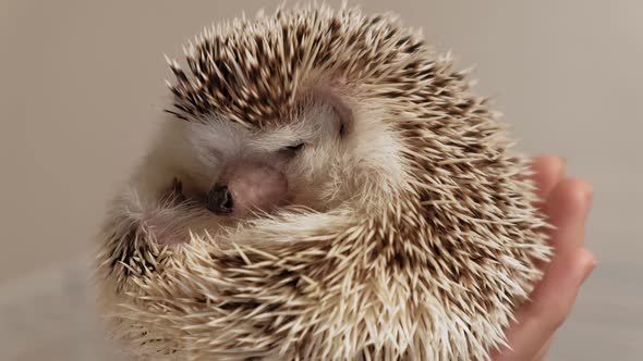 A Man Holds a Hedgehog Pet in His Hands