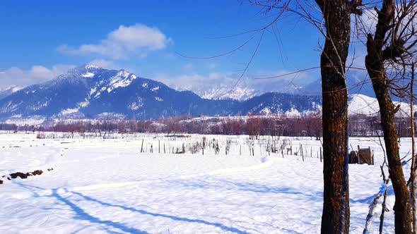 Snow White in kashmir covered hills mountains plants valley. Snow fall in Jammu and Kashmir is commo