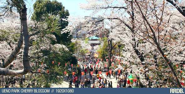 Ueno Park Cherry Blossom