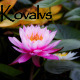 Water Lily Flower  - VideoHive Item for Sale