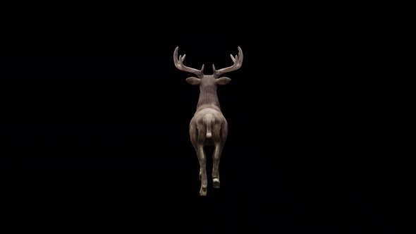 Brown Stag Fast Walk View From Back