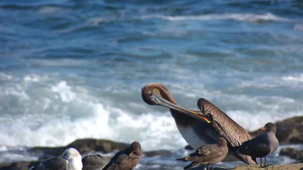 California Brown Pelican and Sea Gulls In La Jolla California Ocean Waves Crashing