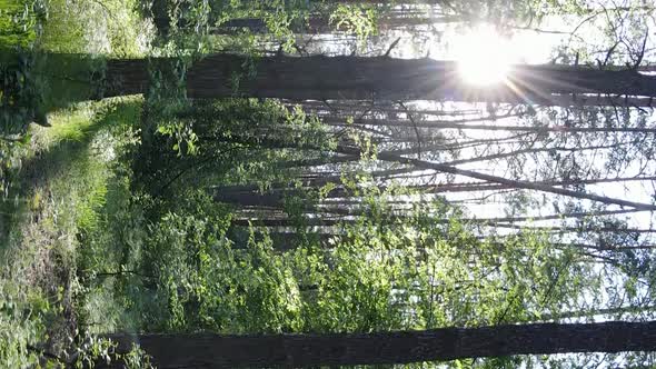 Vertical Video of a Beautiful Green Pine Forest on a Summer Day Slow Motion