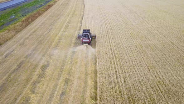 Combines Harvest Sunflower During the Day. Aerial. In Autumn.