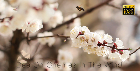 Bee On Cherries In The Wind