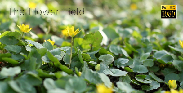 The Flower Field alt