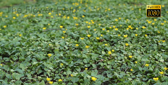 The Flower Field 3 alt